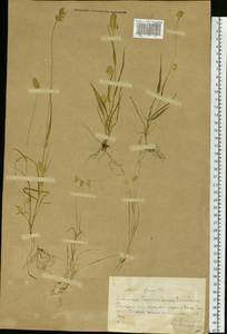 Setaria pumila (Poir.) Roem. & Schult., Siberia, Altai & Sayany Mountains (S2) (Russia)