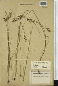 Juncus compressus Jacq., Western Europe (EUR) (Germany)