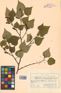 Betula pendula subsp. mandshurica (Regel) Ashburner & McAll., Siberia, Chukotka & Kamchatka (S7) (Russia)