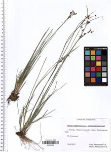 Juncus compressus Jacq., Eastern Europe, Middle Volga region (E8) (Russia)