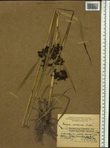 Scirpus wichurae Boeckeler, Siberia, Russian Far East (S6) (Russia)