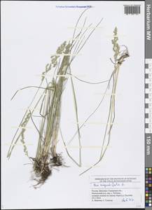 Poa angustifolia L., Eastern Europe, Middle Volga region (E8) (Russia)