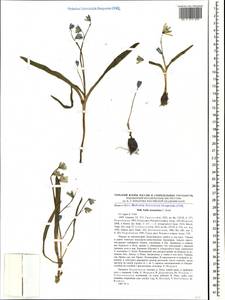 Scilla monanthos K.Koch, Caucasus, Black Sea Shore (from Novorossiysk to Adler) (K3) (Russia)