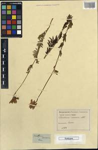 Tanacetum coccineum subsp. carneum (M. Bieb.) Grierson, Caucasus (no precise locality) (K0) (Not classified)