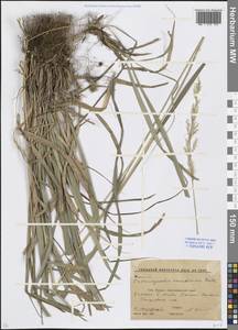 Calamagrostis arundinacea (L.) Roth, Caucasus, Stavropol Krai, Karachay-Cherkessia & Kabardino-Balkaria (K1b) (Russia)
