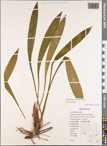 Ophiopogon tonkinensis L.Rodr., South Asia, South Asia (Asia outside ex-Soviet states and Mongolia) (ASIA) (China)