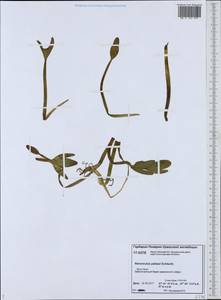 Coptidium pallasii (Schltdl.) A. & D. Löve, Siberia, Western Siberia (S1) (Russia)