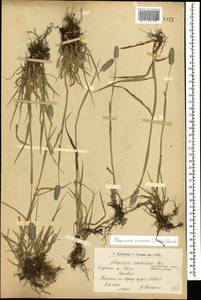 Alopecurus arundinaceus Poir., Caucasus, Armenia (K5) (Armenia)