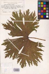 Aconitum septentrionale Koelle, Eastern Europe, Eastern region (E10) (Russia)