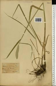 Alopecurus arundinaceus Poir., Eastern Europe, Central forest-and-steppe region (E6) (Russia)