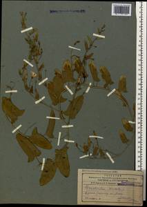 Convolvulus arvensis L., Caucasus, Armenia (K5) (Armenia)