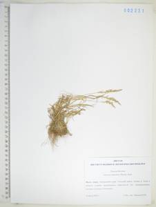 Glyceria leptolepis Ohwi, Siberia, Russian Far East (S6) (Russia)