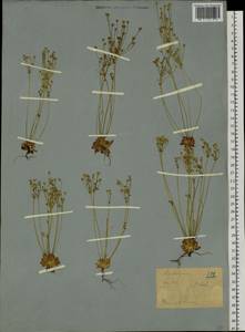 Androsace septentrionalis L., Siberia, Western (Kazakhstan) Altai Mountains (S2a) (Kazakhstan)