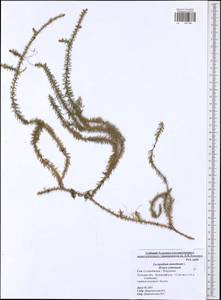 Spinulum annotinum subsp. annotinum, Eastern Europe, Central region (E4) (Russia)