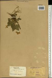 Viola hirta L., Eastern Europe, North Ukrainian region (E11) (Ukraine)