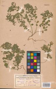 Euphorbia peplus L., Eastern Europe, Moscow region (E4a) (Russia)