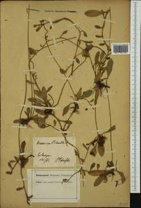 Pilosella officinarum Vaill., Western Europe (EUR) (Germany)