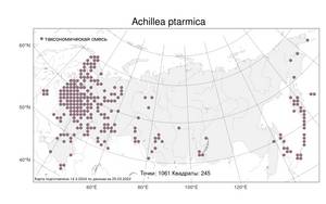 Achillea ptarmica L., Atlas of the Russian Flora (FLORUS) (Russia)