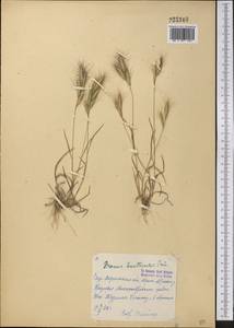 Bromus danthoniae Trin., Middle Asia, Northern & Central Tian Shan (M4) (Kazakhstan)