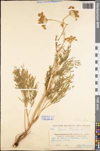 Silaum silaus (L.) Schinz & Thell., Eastern Europe, North Ukrainian region (E11) (Ukraine)