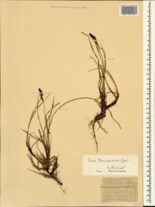 Carex transcaucasica T.V.Egorova, Caucasus, Krasnodar Krai & Adygea (K1a) (Russia)