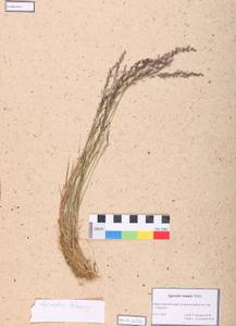 Agrostis capillaris L., Siberia, Altai & Sayany Mountains (S2) (Russia)