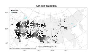 Achillea salicifolia Besser ex DC., Atlas of the Russian Flora (FLORUS) (Russia)