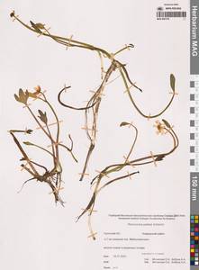 Coptidium pallasii (Schltdl.) Á.Löve & D.Löve, Siberia, Chukotka & Kamchatka (S7) (Russia)