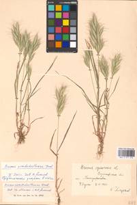Bromus danthoniae Trin., Eastern Europe, Central forest-and-steppe region (E6) (Russia)