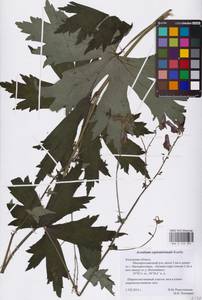 Aconitum septentrionale Koelle, Eastern Europe, Central region (E4) (Russia)
