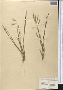 Bromus lanceolatus Roth, Middle Asia, Karakum (M6) (Turkmenistan)