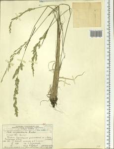 Poa pratensis L., Siberia, Altai & Sayany Mountains (S2) (Russia)