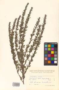 Lespedeza juncea (L.f.) Pers., Siberia, Russian Far East (S6) (Russia)