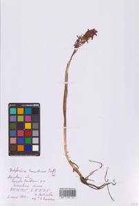 Dactylorhiza traunsteineri (Saut. ex Rchb.) Soó, Eastern Europe, Moscow region (E4a) (Russia)