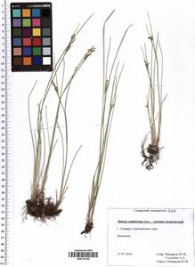 Juncus compressus Jacq., Eastern Europe, Middle Volga region (E8) (Russia)