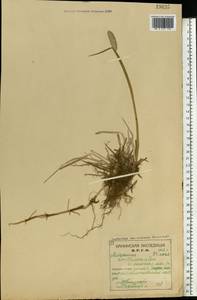 Alopecurus arundinaceus Poir., Eastern Europe, Northern region (E1) (Russia)