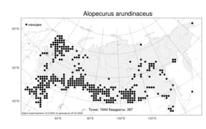 Alopecurus arundinaceus Poir., Atlas of the Russian Flora (FLORUS) (Russia)