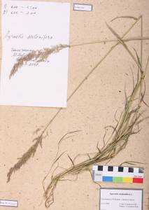 Agrostis stolonifera L., Siberia, Altai & Sayany Mountains (S2) (Russia)