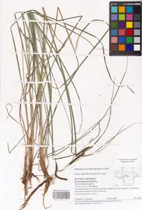 Carex nigra subsp. juncea (Fr.) Soó, Eastern Europe, Central region (E4) (Russia)