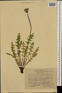 Taraxacum officinale Weber ex F. H. Wigg., Caucasus, Stavropol Krai, Karachay-Cherkessia & Kabardino-Balkaria (K1b) (Russia)