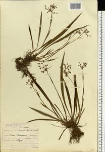 Luzula pilosa (L.) Willd., Eastern Europe, Moscow region (E4a) (Russia)