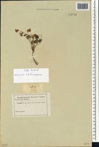 Viola hirta L., Siberia, Altai & Sayany Mountains (S2) (Russia)