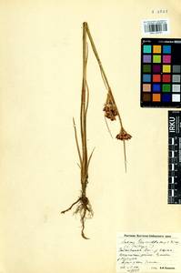 Juncus castaneus subsp. triceps (Rostk.) V. Novik., Siberia, Baikal & Transbaikal region (S4) (Russia)