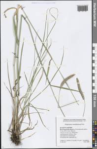 Alopecurus arundinaceus Poir., Eastern Europe, Lower Volga region (E9) (Russia)