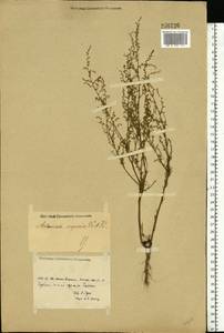 Artemisia scoparia Waldst. & Kit., Eastern Europe, Rostov Oblast (E12a) (Russia)