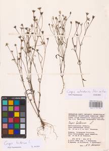 Crepis tectorum L., Eastern Europe, Rostov Oblast (E12a) (Russia)