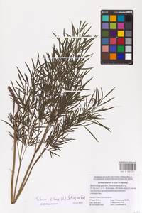 Silaum silaus (L.) Schinz & Thell., Eastern Europe, Lower Volga region (E9) (Russia)