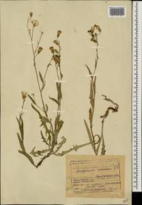 Lactuca tatarica (L.) C. A. Mey., Eastern Europe, Eastern region (E10) (Russia)