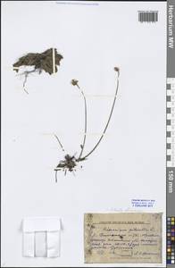 Pilosella officinarum Vaill., Eastern Europe, Volga-Kama region (E7) (Russia)