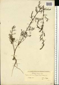 Artemisia scoparia Waldst. & Kit., Eastern Europe, Lower Volga region (E9) (Russia)